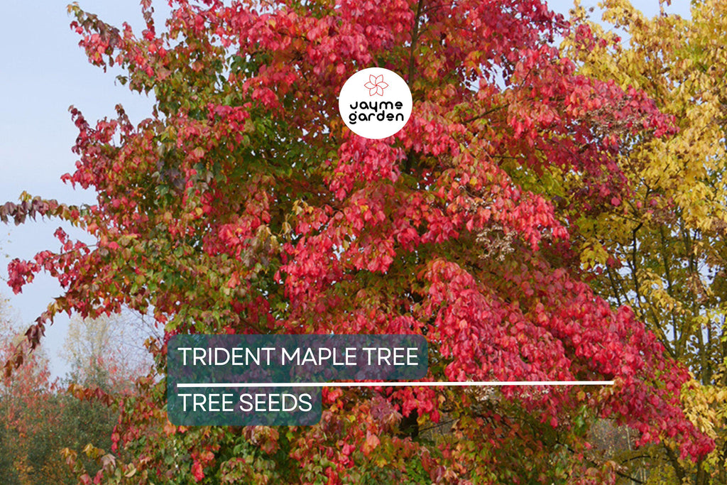 20 Trident Maple Tree Seeds – Acer buergerianum, Hardy Bonsai & Fall Colors