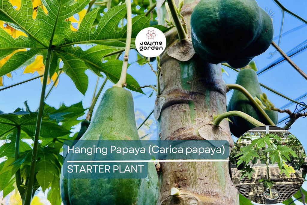 1 Hanging Papaya Tree (Carica papaya) Live Tropical Fruit Plant 1’-2’ | Sweet, Refreshing Papayas | Easy to Grow Starter Plant