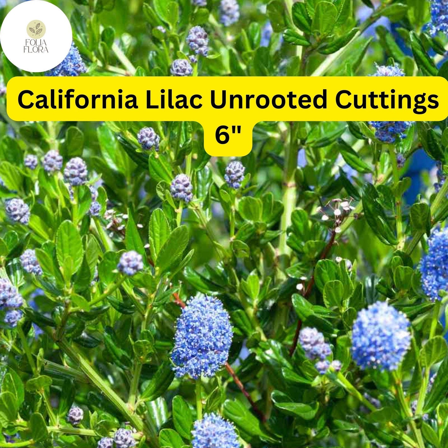 Ceanothus ‘California Lilac’ | 3 Unrooted 6" Live Cuttings | Fast-Growing Flowering Shrub | Blue Blooms