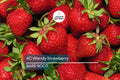 AC Wendy Strawberry Plants (25 Bare Root) – June-Bearing, Large Sweet Berries
