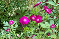 Callirhoe involucrata/Purple Poppy Mallow – 10 Seeds | Native Groundcover Perennial | Drought-Tolerant | Long-Blooming Wildflower