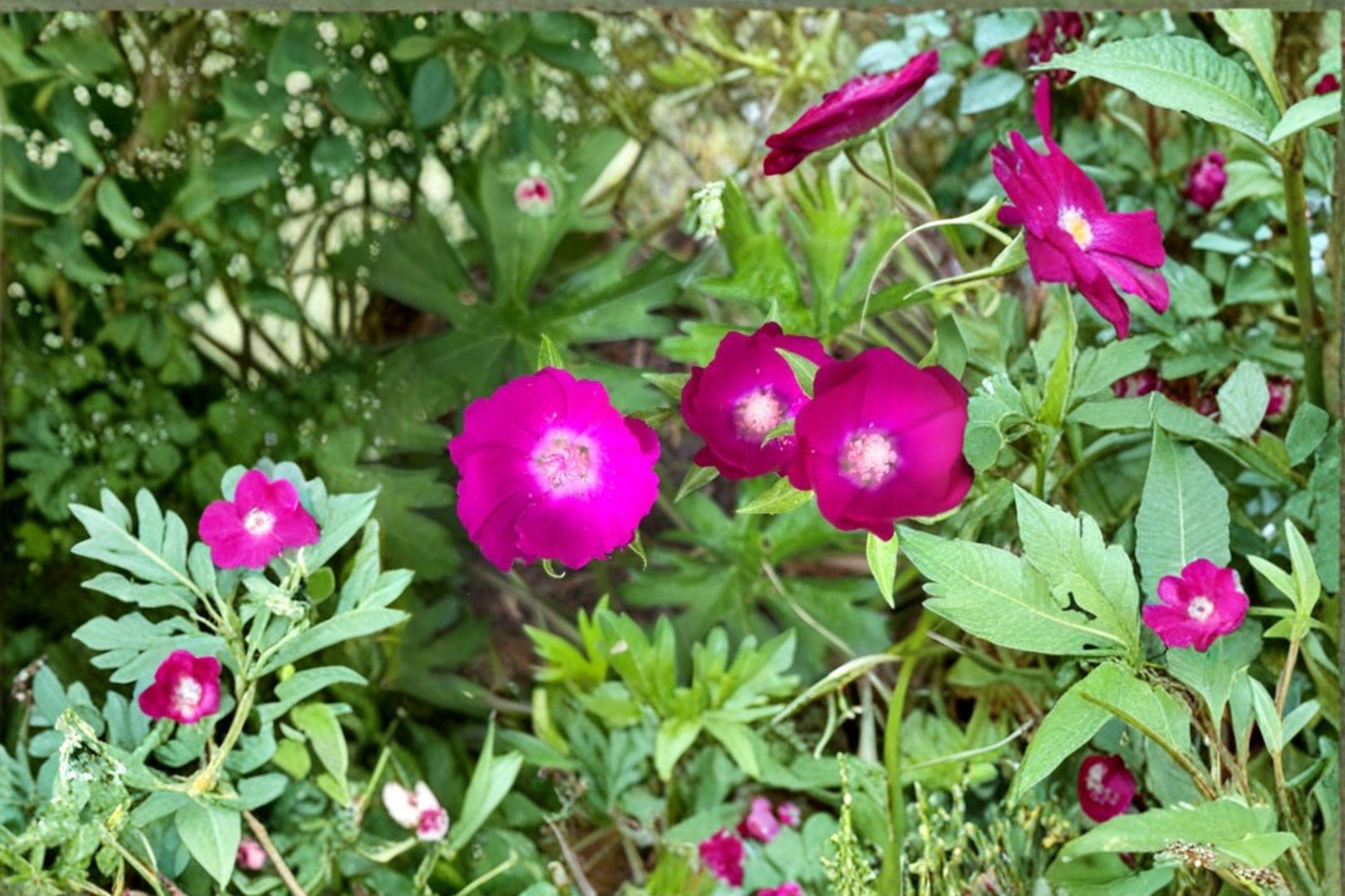 Callirhoe involucrata/Purple Poppy Mallow – 10 Seeds | Native Groundcover Perennial | Drought-Tolerant | Long-Blooming Wildflower
