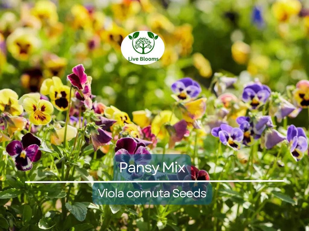 200 Seeds Pansy Mix Heirloom, Viola Flowers, Non-GMO, Edible, Groundcover, Attracts Pollinators, Vibrant Garden Blooms, Easy to Grow