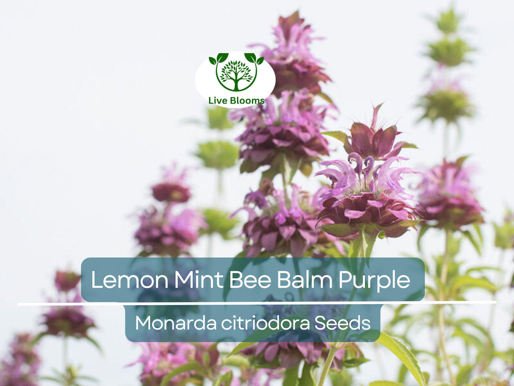500 Lemon Mint Bee Balm Seeds | Monarda citriodora | Purple Heirloom Flower | Non-GMO | Pollinator Magnet | Edible & Aromatic Herb