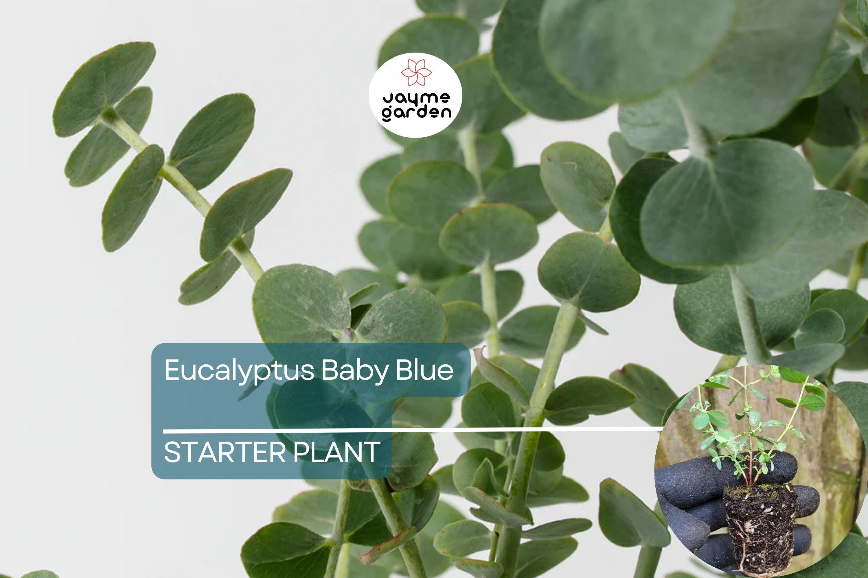 Eucalyptus Baby Blue Starter Plant | Live Rooted Plug | Compact Silver Dollar Variety | Aromatic Foliage & Creamy Blooms