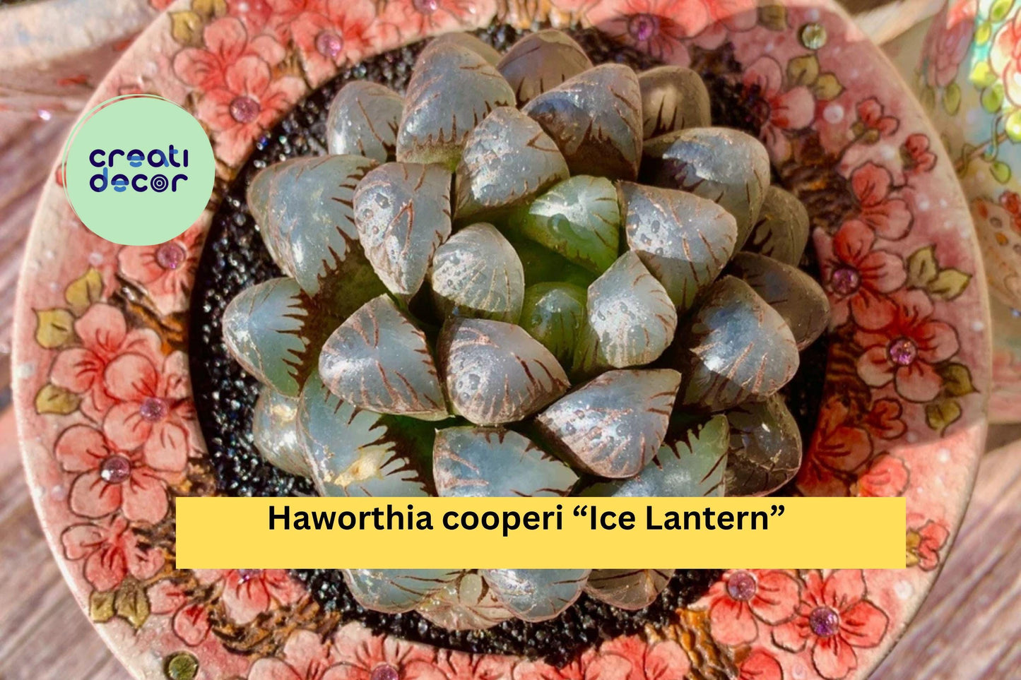 Haworthia cooperi “Ice Lantern” – Rare Live Succulent – Bare Root Transparent Leaves – Indoor Home Decor Gift