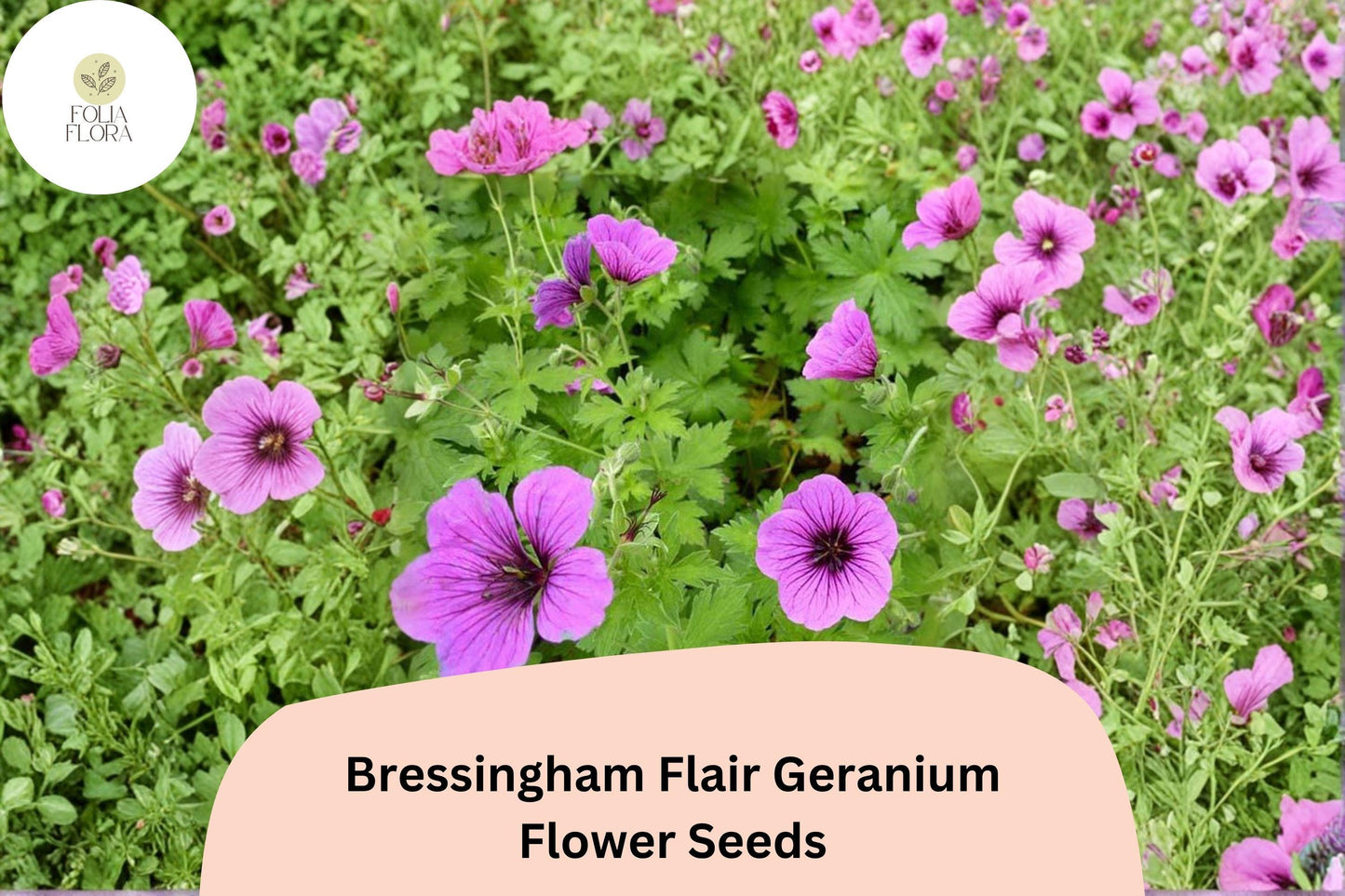 25+ Bressingham Flair Geranium Seeds | Hardy Perennial Purple Cranesbill | Long-Blooming Garden Flower
