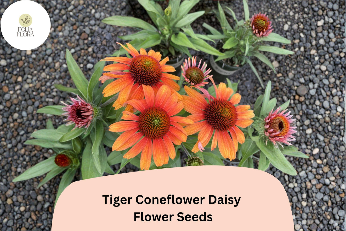 200+ Tiger Coneflower Daisy Seeds | Echinacea purpurea | Bright Orange Blooms | Pollinator-Friendly Perennial Garden