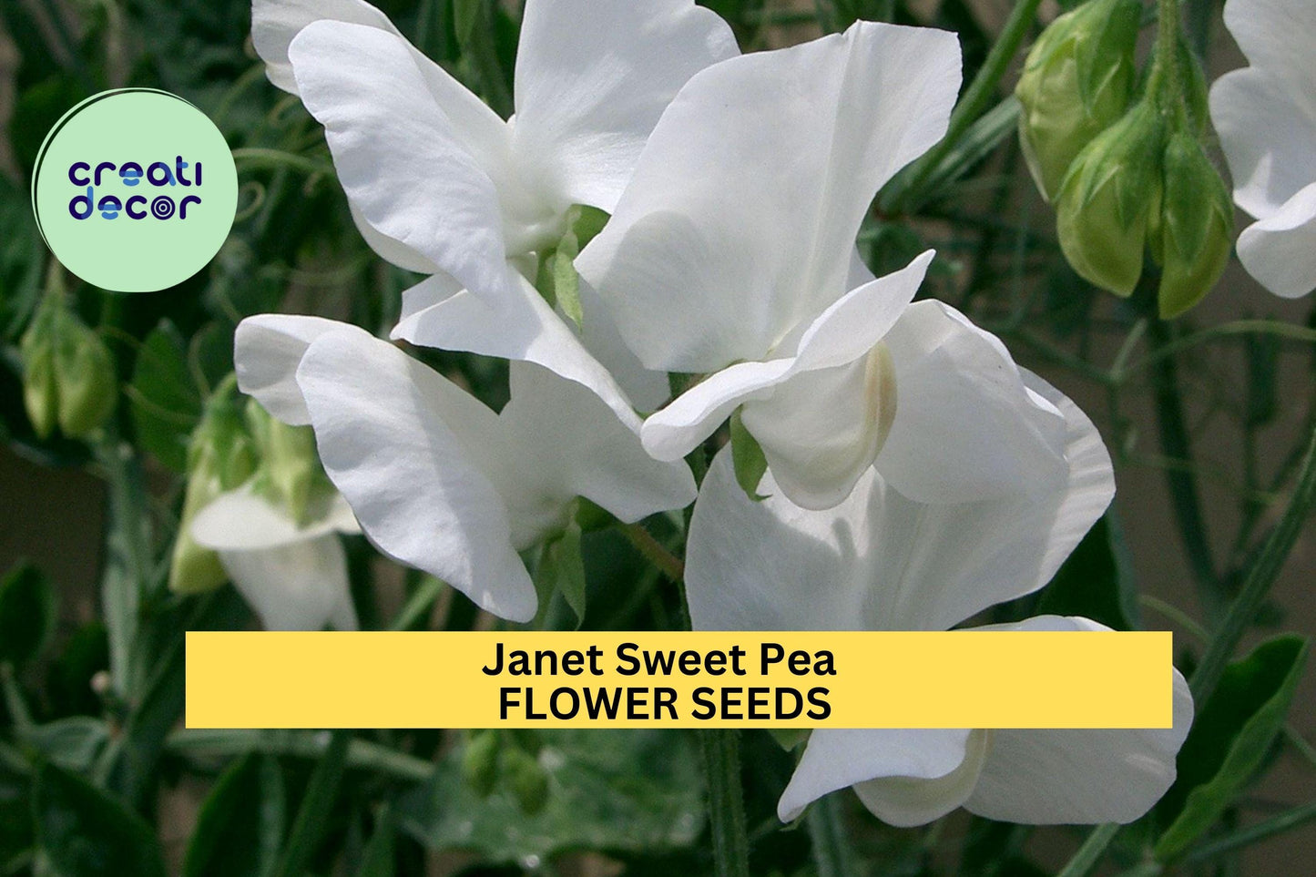 50+ Janet Sweet Pea Seeds – Soft Pink Fragrant Blooms for Garden Planting, Climbing Vines for Trellises, Fences & Bouquets – USA