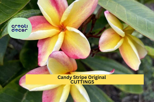 Candy Stripe Plumeria Cutting Double Head | 10" Unrooted Starter | Vibrant Tropical Frangipani Tree | Garden or Patio Plant
