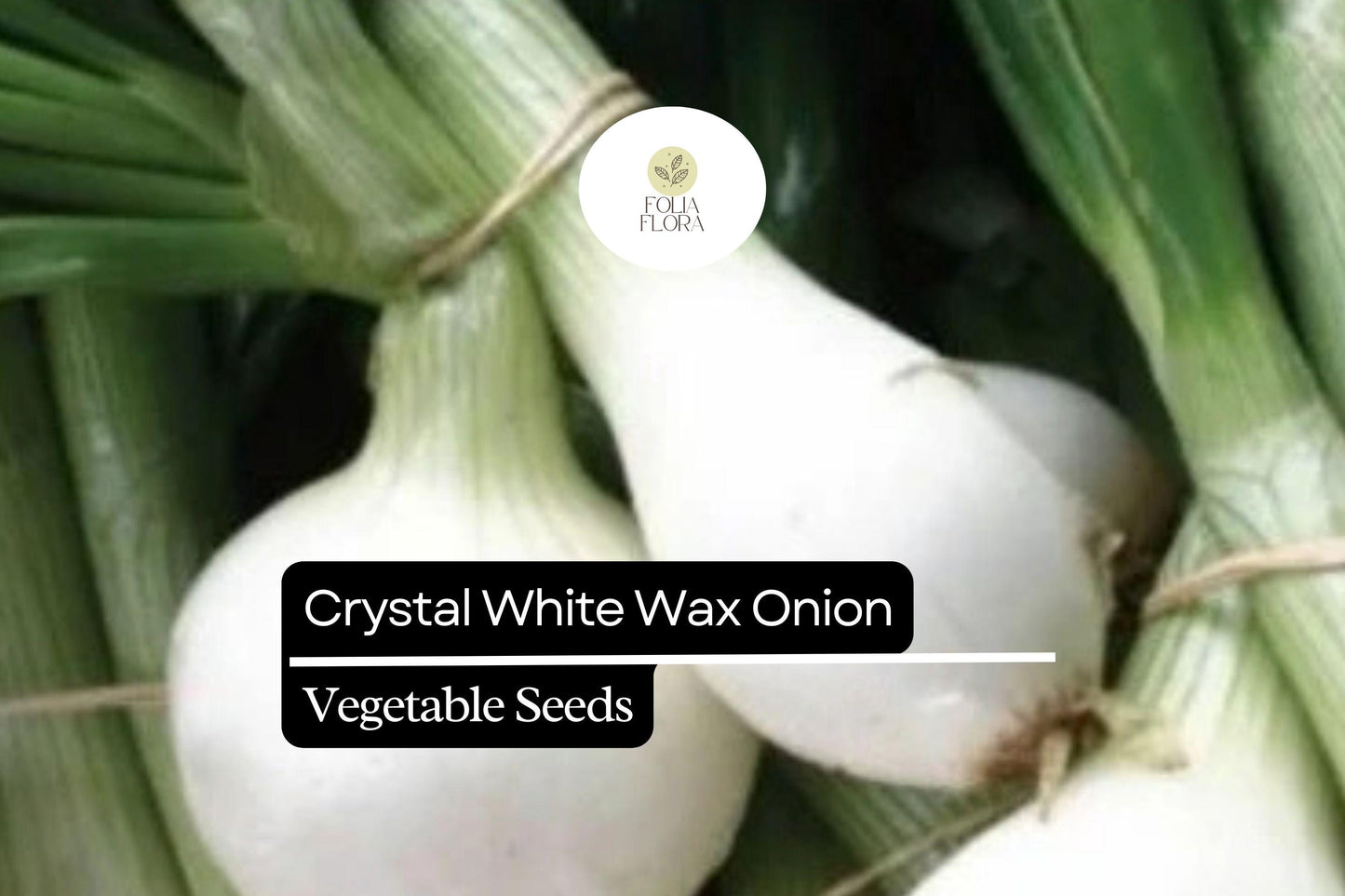 200 Seeds Crystal White Wax Onion, Allium Cepa, Mild & Sweet Pearl Onion Variety