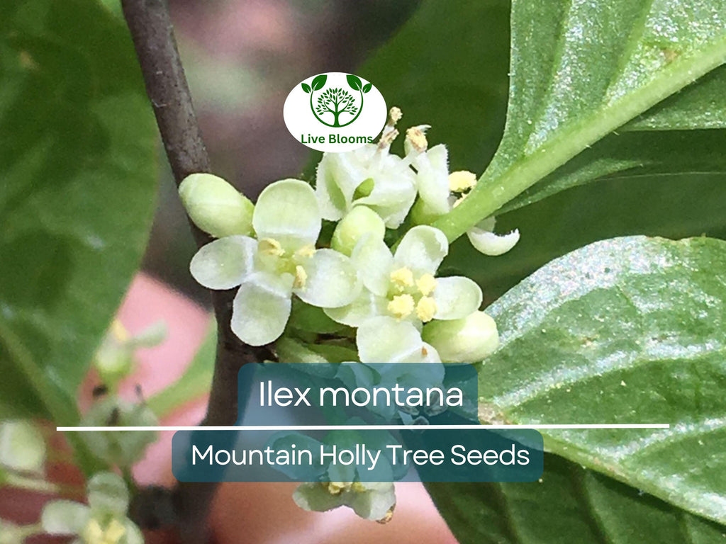 500 mg Seeds Ilex Montana - Mountain Holly for Planting | Native Shrub for Gardens, Wildlife, and Landscaping
