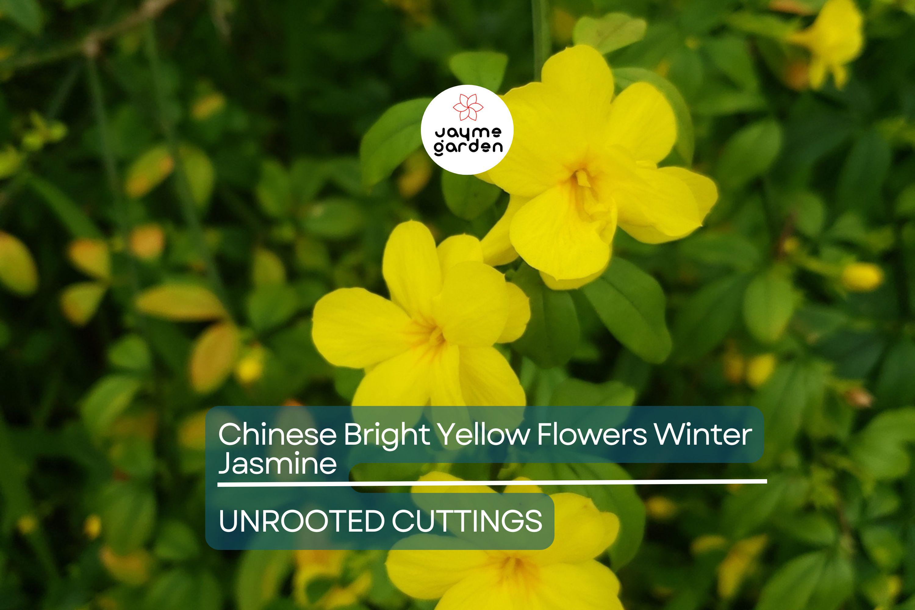 5 Chinese Winter Jasmine Cuttings - 12”+ Bright Yellow Flowers - Fast-Growing Vine, Zone 6-10, Perfect for Winter Gardens