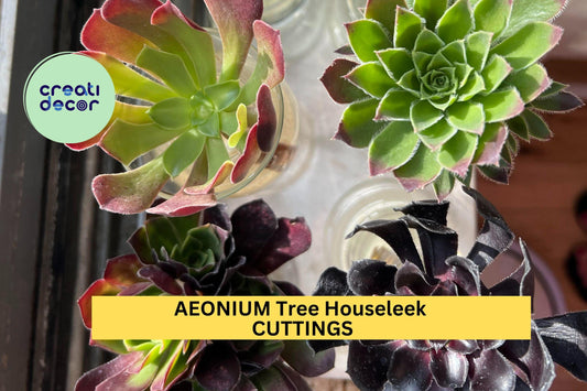 5 Assorted Aeonium Cuttings – Quintet of Mixed Rosette Succulents | Unrooted 4”+ Wide Heads for Pots, Rock Gardens, or Arrangements