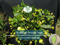 1 Brasiliopuntia brasiliensis (Brazilian Prickly Pear) Unrooted Cutting 1-2" – Treelike Cactus for Propagation, Gardening & Xeriscaping