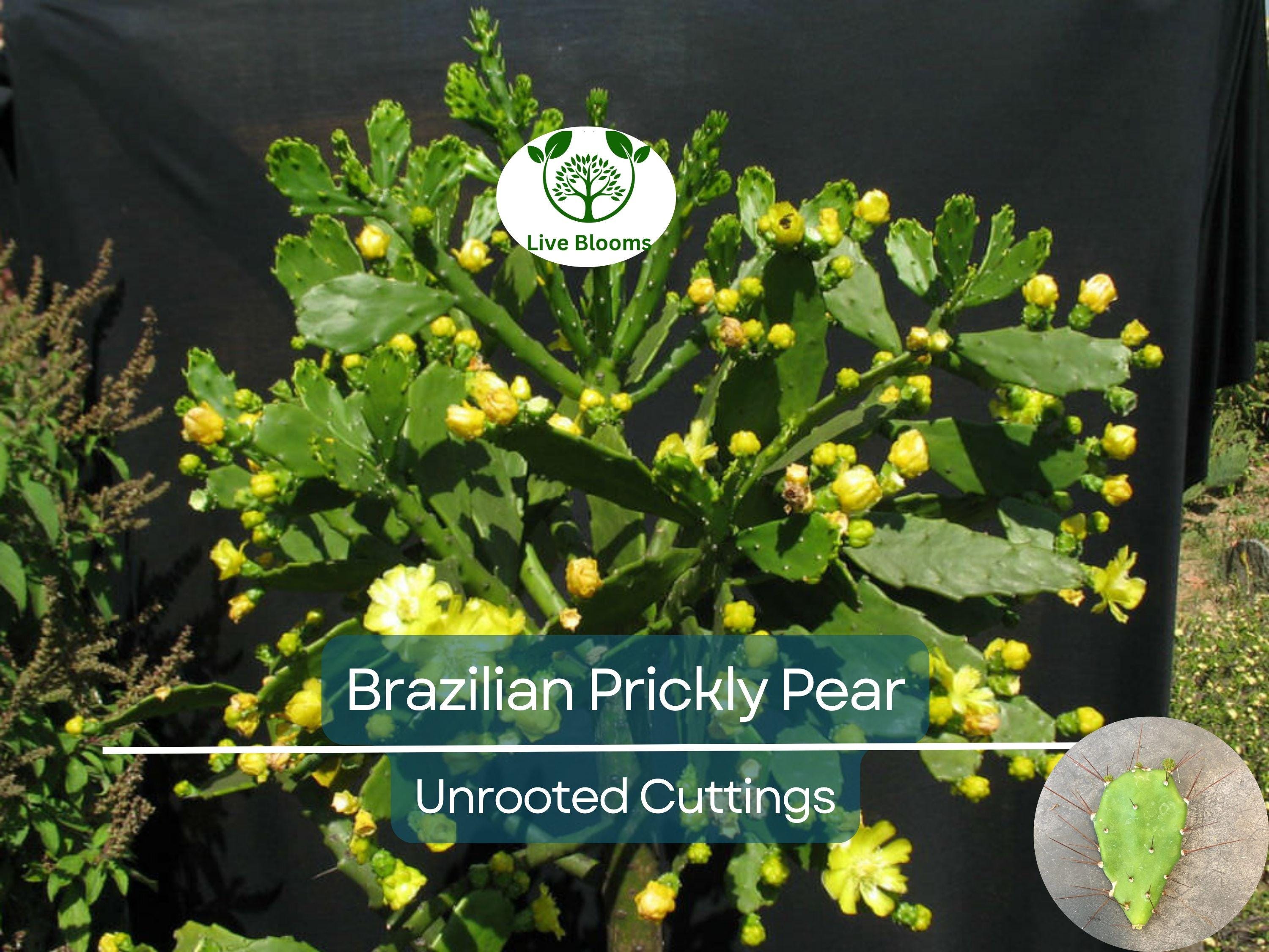 1 Brasiliopuntia brasiliensis (Brazilian Prickly Pear) Unrooted Cutting 1-2" – Treelike Cactus for Propagation, Gardening & Xeriscaping