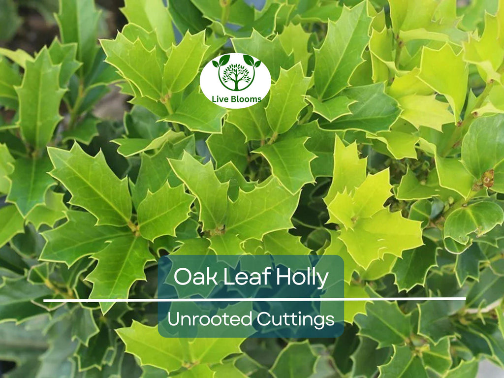 1 Oak Leaf Holly Unrooted Cutting | Ilex Latifolia | Evergreen Shrub for Gardening | Hardy Holly Cutting for Planting