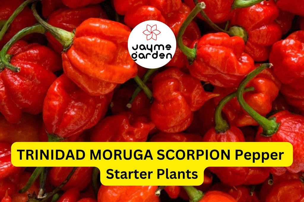 3 Trinidad Moruga Scorpion Pepper Starter Plants - Super Hot Chili - Extreme Heat for Gardens, Containers & Spicy Recipes