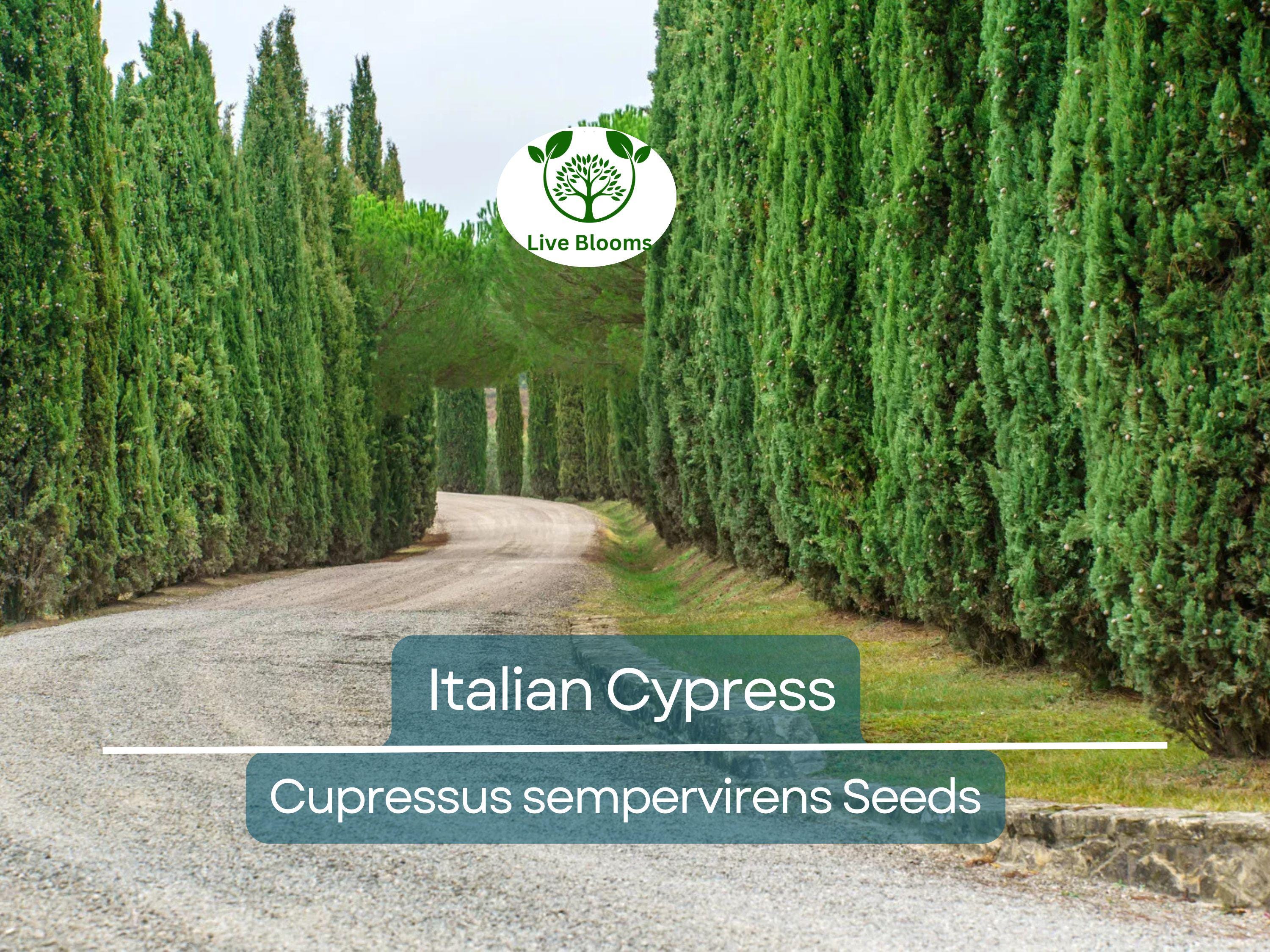 50 Italian Cypress Tree Seeds (Cupressus sempervirens), Evergreen Cedar, Non-GMO, Fast-Growing, Ideal for Privacy Screens, Outdoor Trees