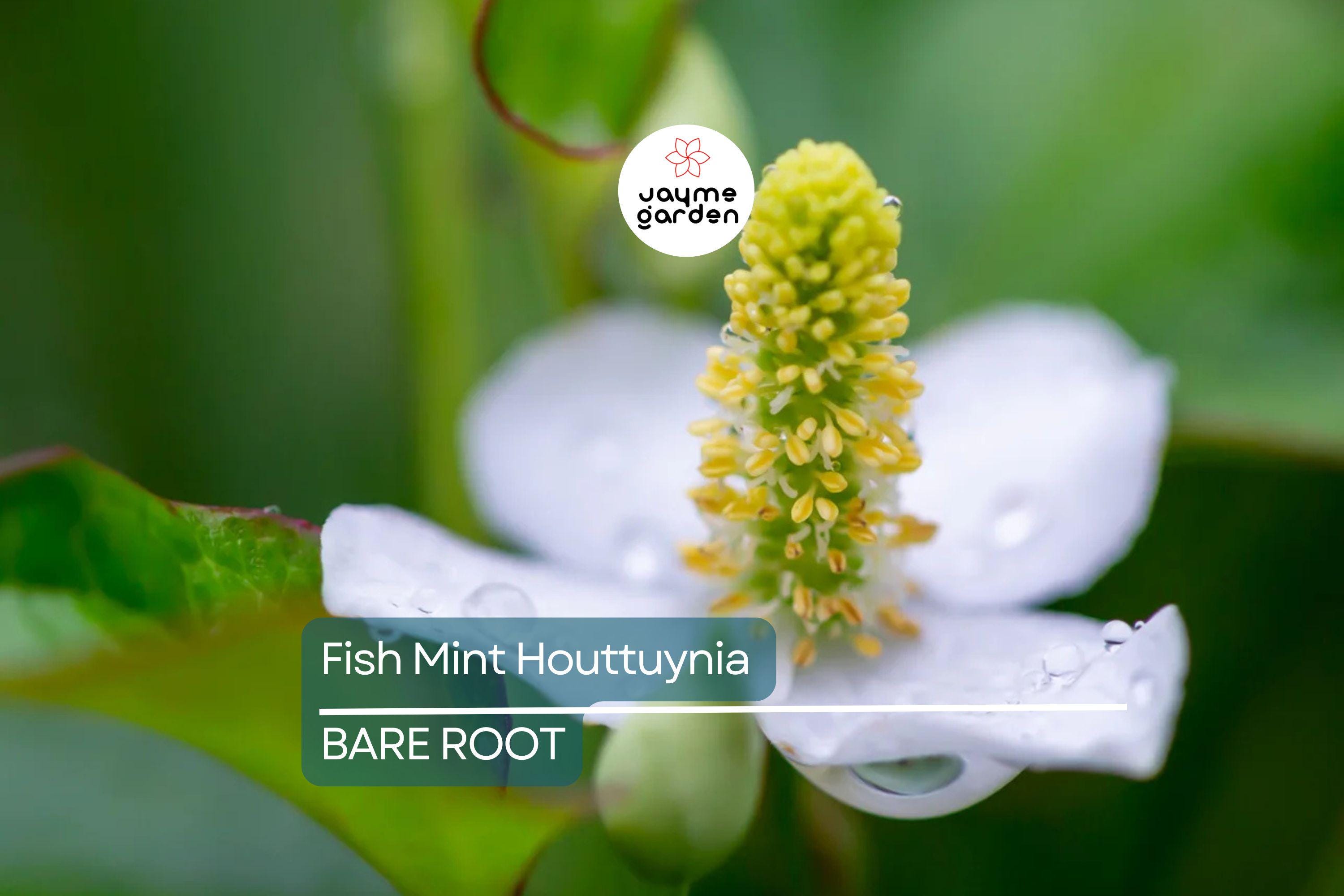 20 Live Bare Root Fish Mint Plants | Houttuynia Cordata | Asian Herb Diếp Cá | Medicinal & Edible | Fast-Growing
