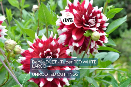 Dahlia Duet Tuber - Red & White Large Blooms, Perfect for Borders and Bouquets, USDA Zones 3-10