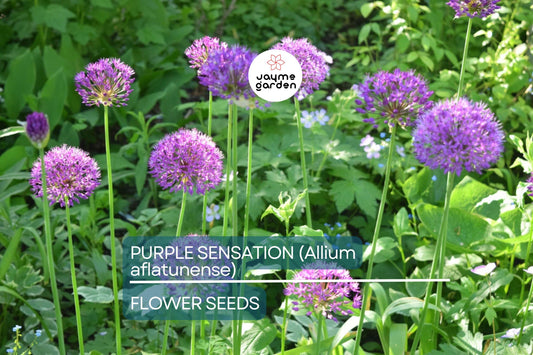 10 Purple Sensation (Allium aflatunense) Seeds – 24-36" Tall, Large 4-6" Flowers, Butterfly Magnet