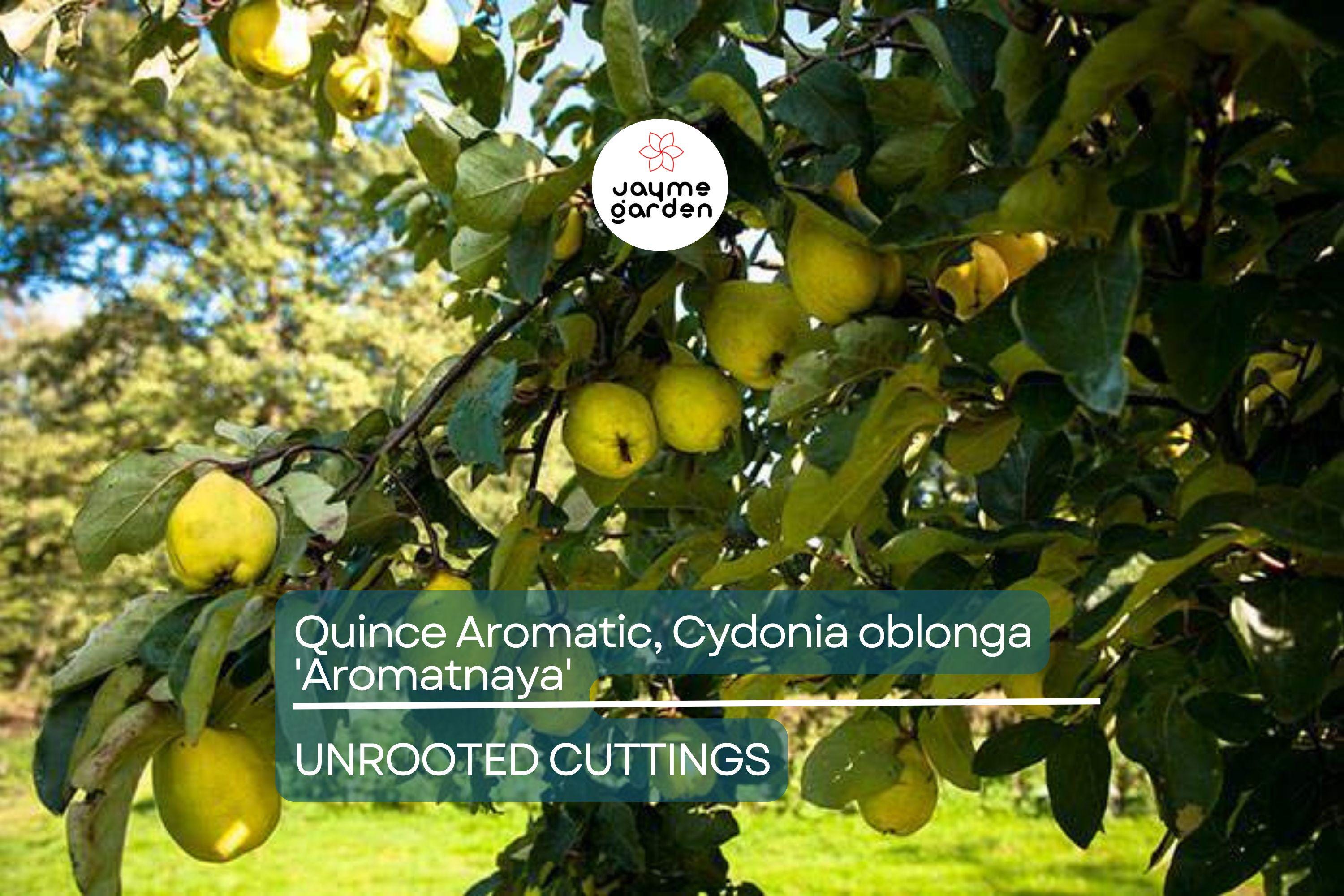 Quince Aromatic 'Aromatnaya' | 4 Hardwood Cuttings | Pineapple-Like Flavor | Self-Fertile | Disease-Resistant | Perfect for Cooking