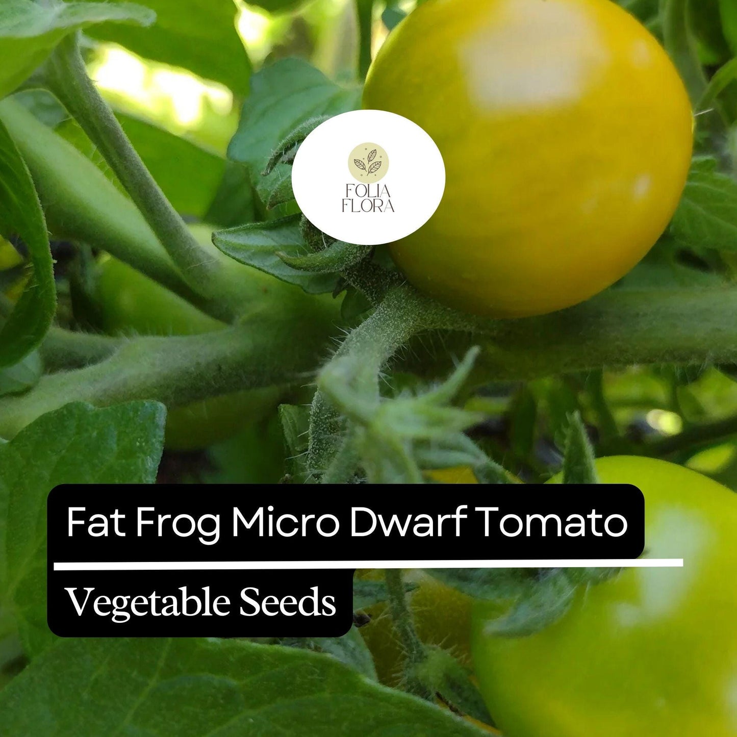 15 Fat Frog Micro Dwarf Tomato Seeds – Heirloom, Non-GMO, Compact & High-Yield