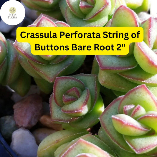Crassula Perforata ‘String of Buttons’ | 2 Live 2” Bare Root Plants | Stacked Leaves, Easy-Care Succulent, Unique Trailing Plant