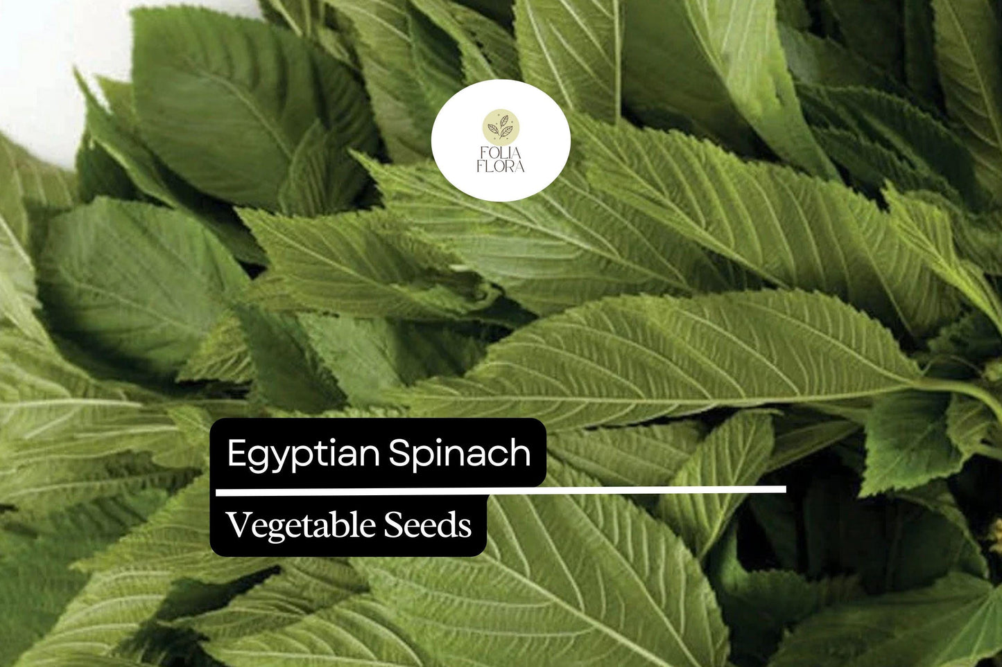 Egyptian Spinach Seeds | 25 Molokhia Seeds | Heat-Loving Leafy Green for Summer Gardening & Culinary Use