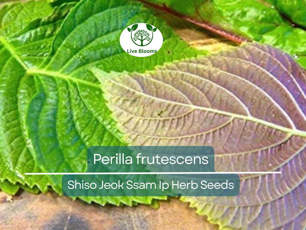 400 Seeds Perilla (Shiso) Jeok Ssam Ip Herb for Planting – Aromatic Asian Herb for Sushi, Garnishes, Salads & Stir-Fries