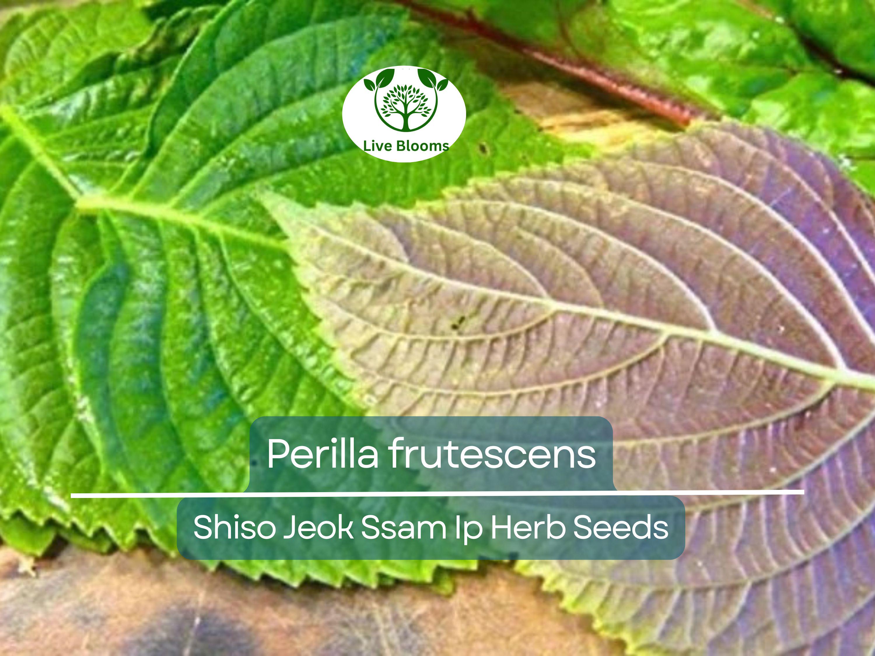 400 Seeds Perilla (Shiso) Jeok Ssam Ip Herb for Planting – Aromatic Asian Herb for Sushi, Garnishes, Salads & Stir-Fries