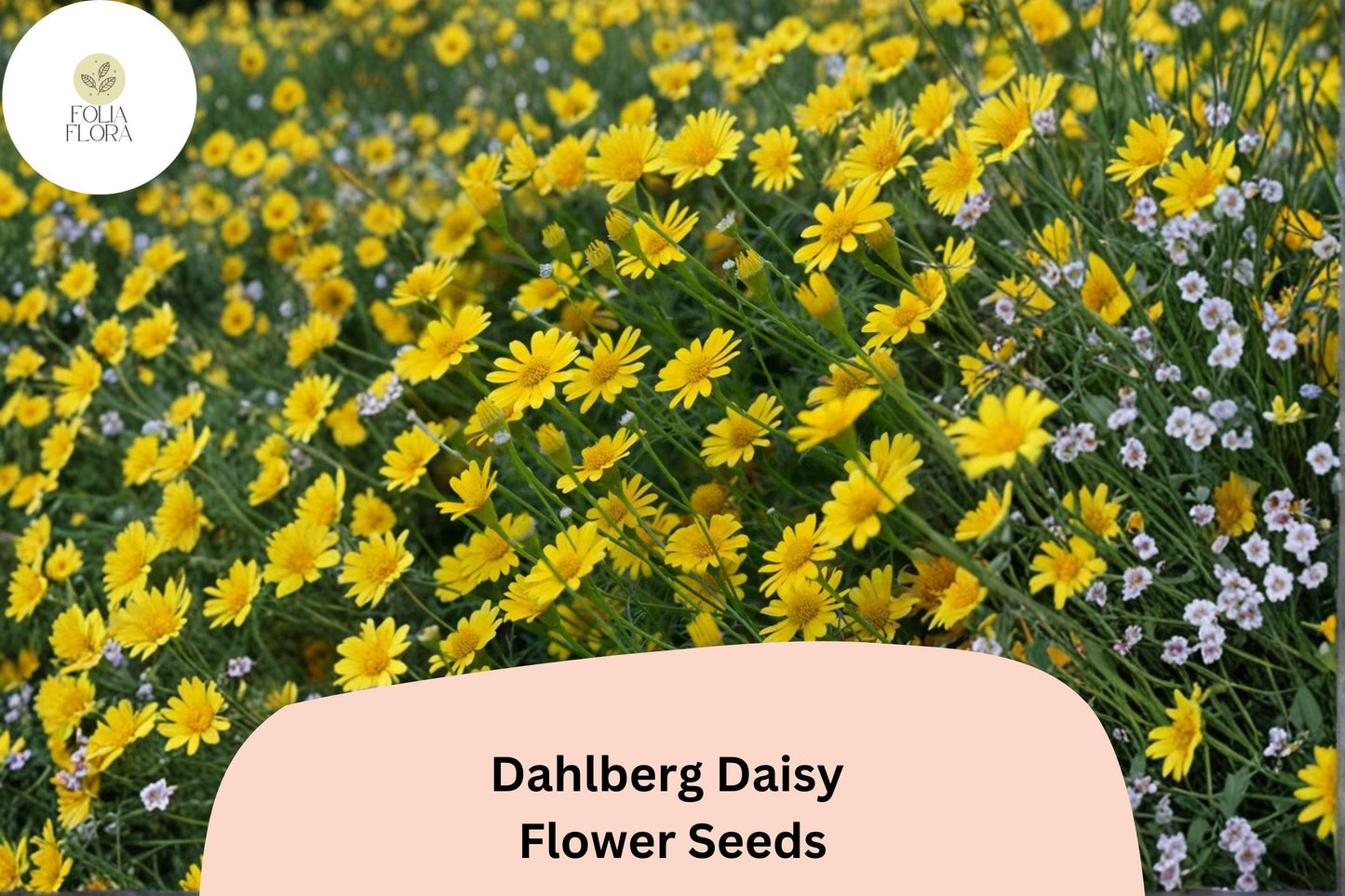 200+ Dahlberg Daisy Seeds | Thymophylla tenuiloba | Golden Yellow Mini Blooms | Low-Growing Annual Flower