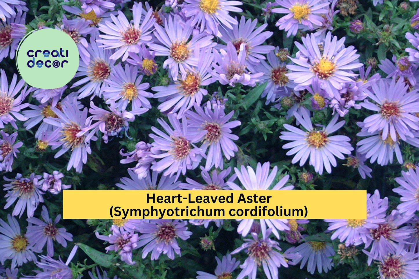 Heart-Leaved Aster Seeds – Symphyotrichum cordifolium – 500 Seeds – Native Perennial Wildflower for Pollinator Gardens