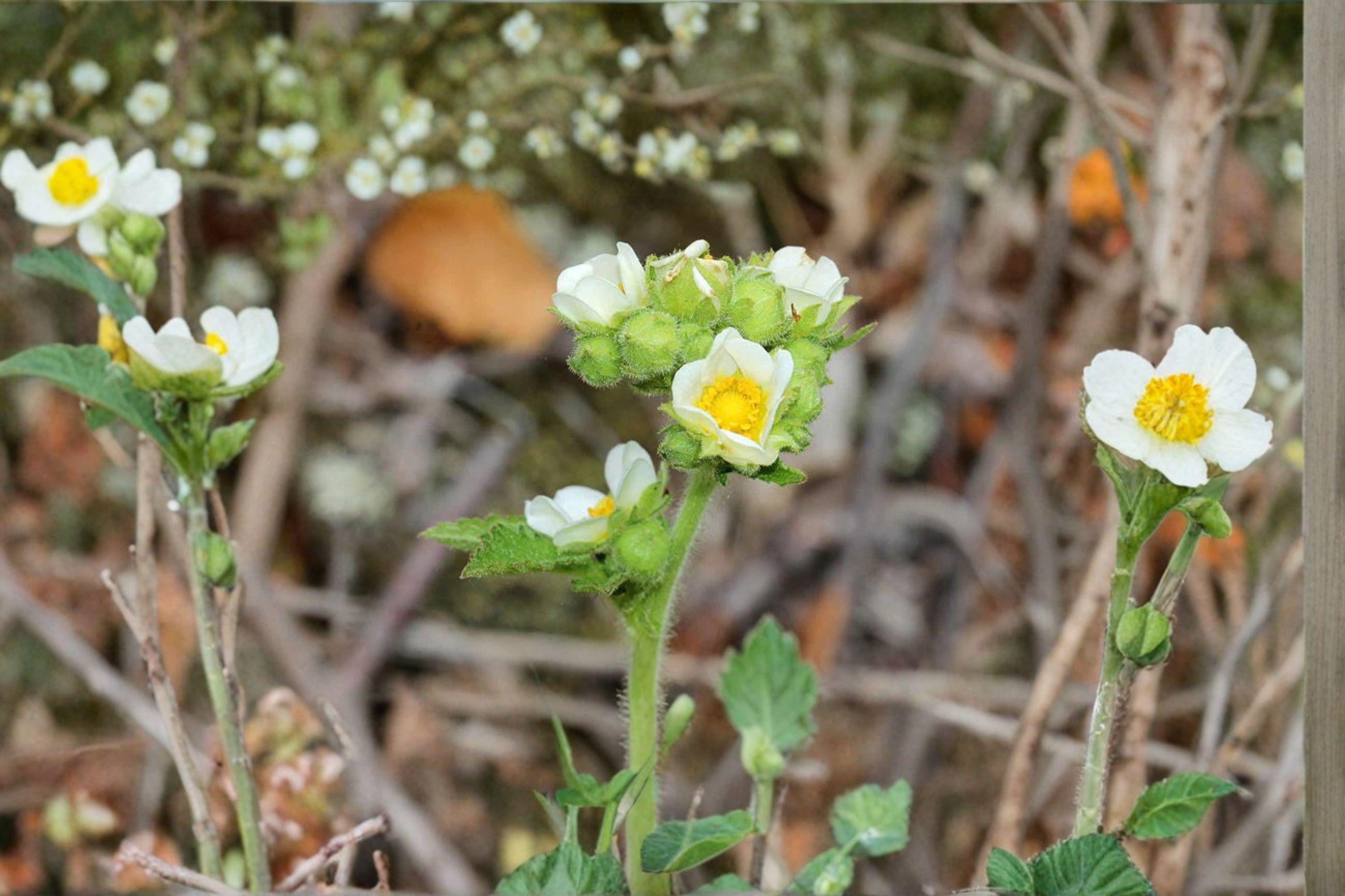 Drymocallis arguta/Prairie Cinquefoil – 500 Seeds | Native Prairie Perennial | Yellow Summer Blooms | Pollinator-Friendly