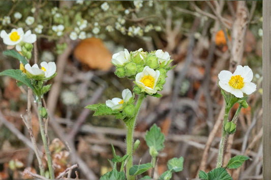 Drymocallis arguta/Prairie Cinquefoil – 500 Seeds | Native Prairie Perennial | Yellow Summer Blooms | Pollinator-Friendly