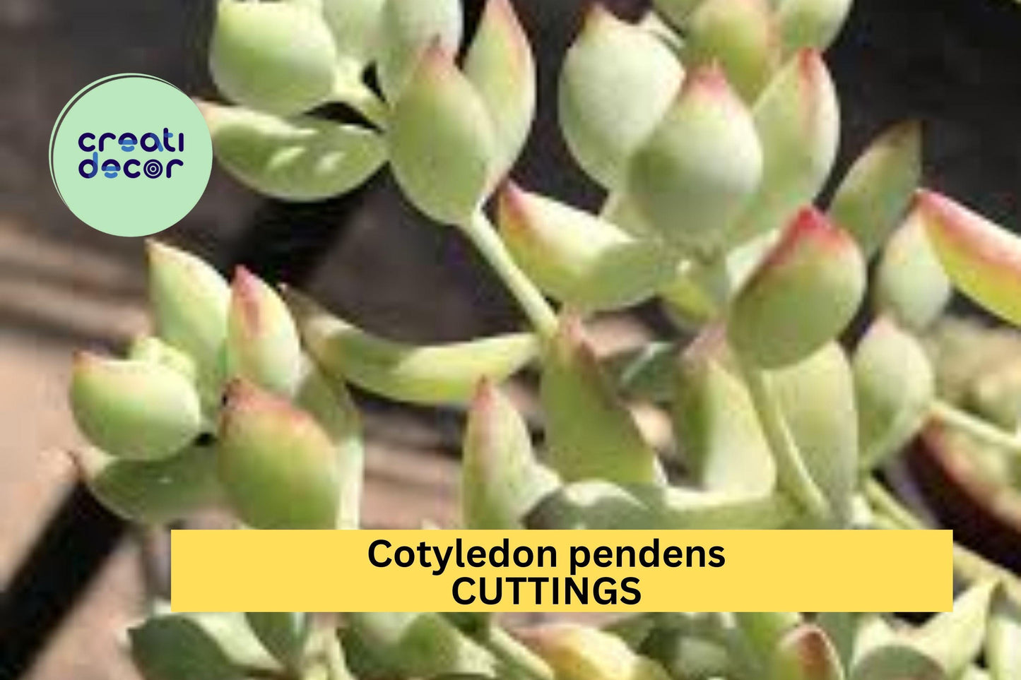 4 Cotyledon Pendens Cuttings | Trailing Succulent Starter Plants | Cliff Cotyledon | Rare Hanging Basket Succulent