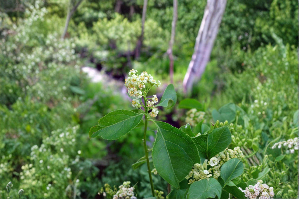 Celastrus scandens/American Bittersweet – 30 Seeds | Native Woody Vine | Fall Berries | Wildlife Favorite