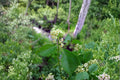 Celastrus scandens/American Bittersweet – 30 Seeds | Native Woody Vine | Fall Berries | Wildlife Favorite