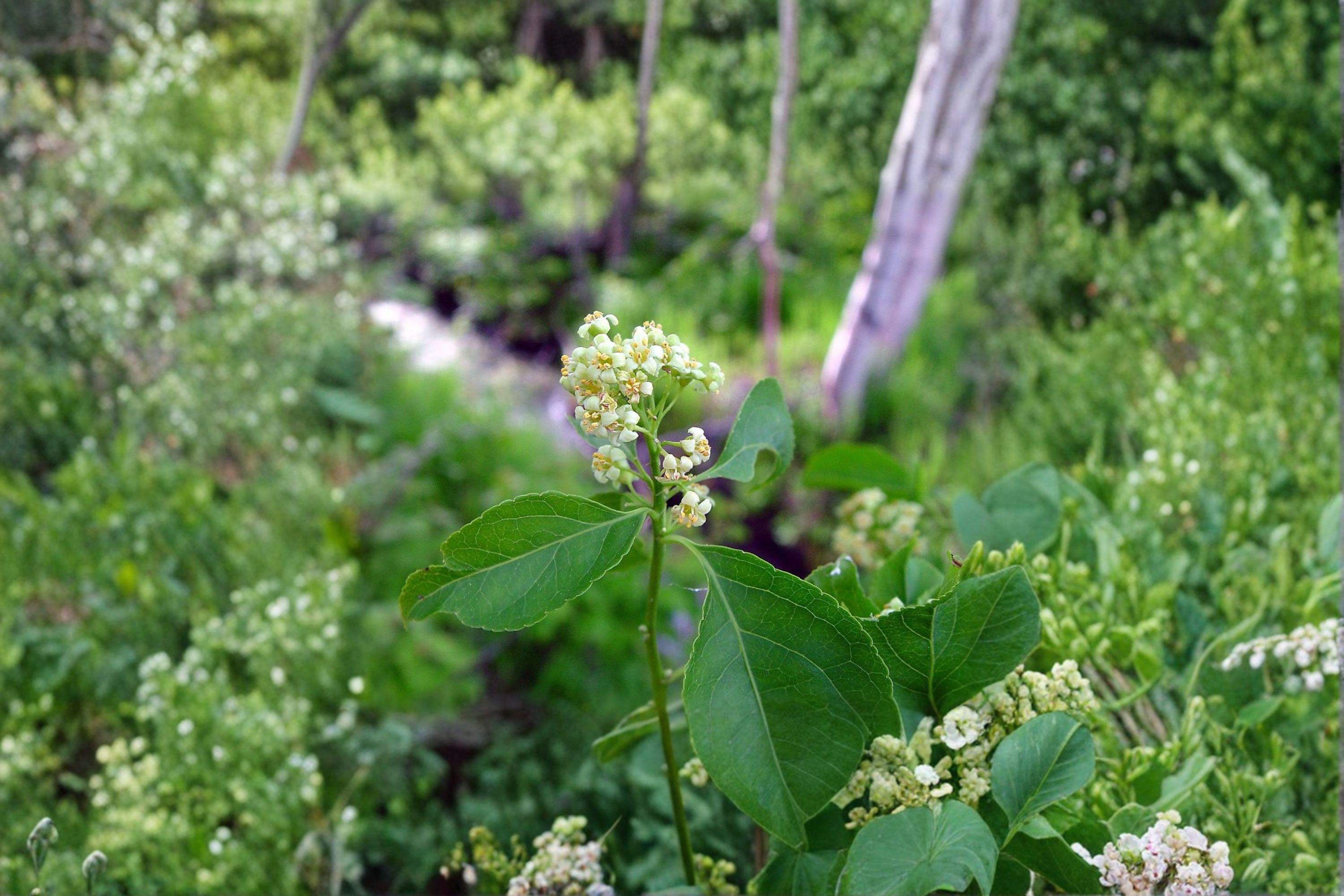 Celastrus scandens/American Bittersweet – 30 Seeds | Native Woody Vine | Fall Berries | Wildlife Favorite