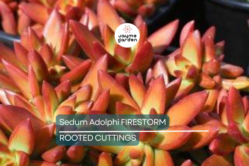1 Sedum Adolphi Firestorm Succulent - Rooted Plant in 2” Pot - Red-Orange Coppertone, Easy Care, Perfect for Containers