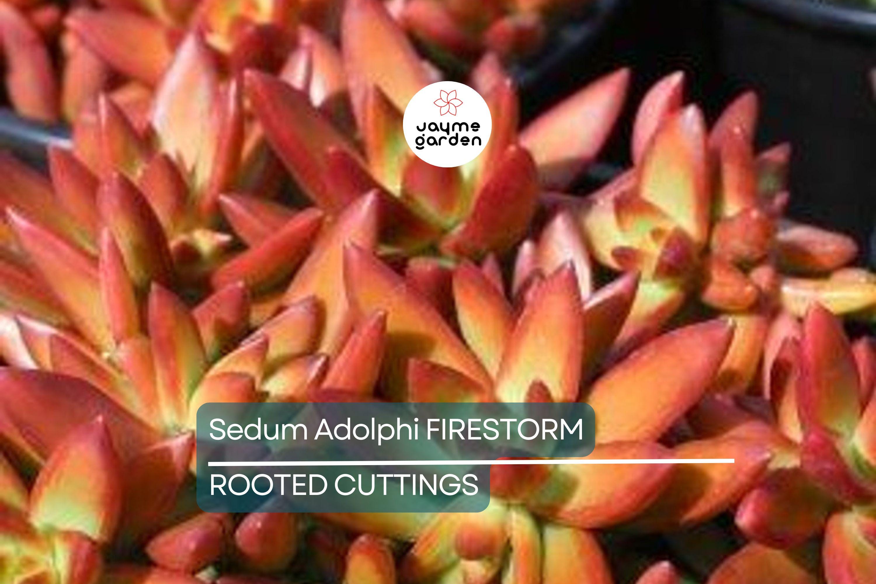 1 Sedum Adolphi Firestorm Succulent - Rooted Plant in 2” Pot - Red-Orange Coppertone, Easy Care, Perfect for Containers