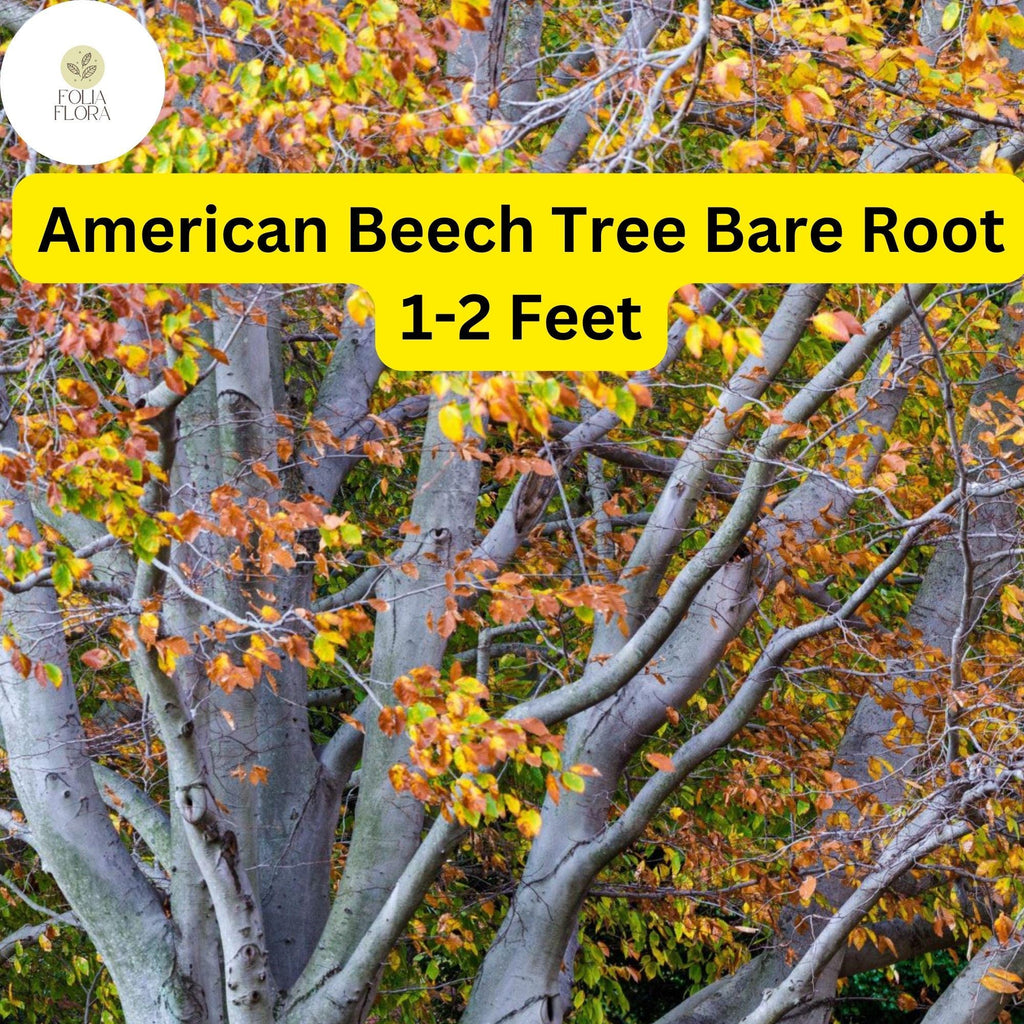 1 Fagus grandifolia American Beech Tree - Live Bare Root Plant 1-2 Feet for Zones 3-9