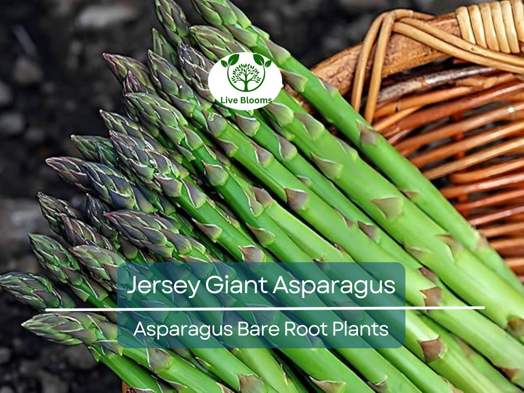 25 Jersey Giant Asparagus – 2 Year Bare Root Crowns – Live Perennial Veg Plants – Early, Heavy Yielding, Cold Hardy Variety