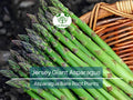 25 Jersey Giant Asparagus – 2 Year Bare Root Crowns – Live Perennial Veg Plants – Early, Heavy Yielding, Cold Hardy Variety