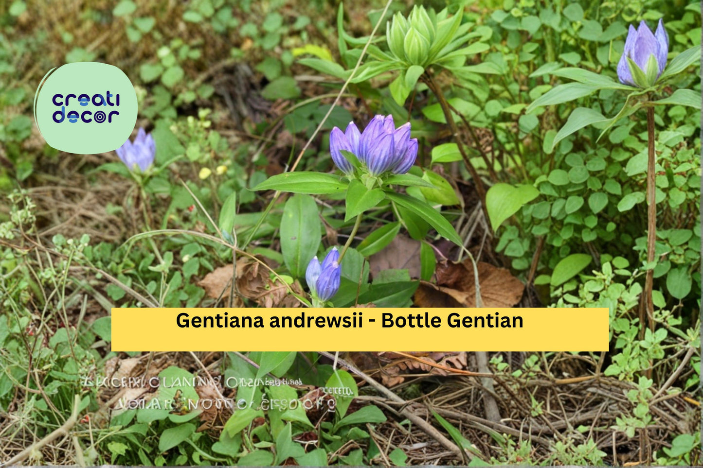 Bottle Gentian Seeds Gentiana andrewsii 100 Count Native Blue Wildflower Garden Plant Seeds
