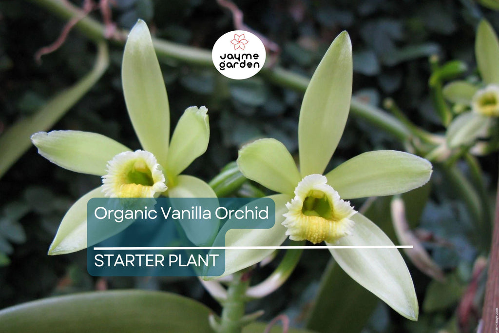 Organic Vanilla Orchid | Vanilla Planifolia Starter Plant | Live Potted Plant