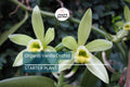 Organic Vanilla Orchid | Vanilla Planifolia Starter Plant | Live Potted Plant