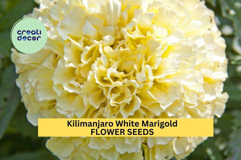 25+ Kilimanjaro White Marigold Seeds – Creamy White Blooms for Garden Planting, Elegant Heirloom Variety for Beds & Borders – USA