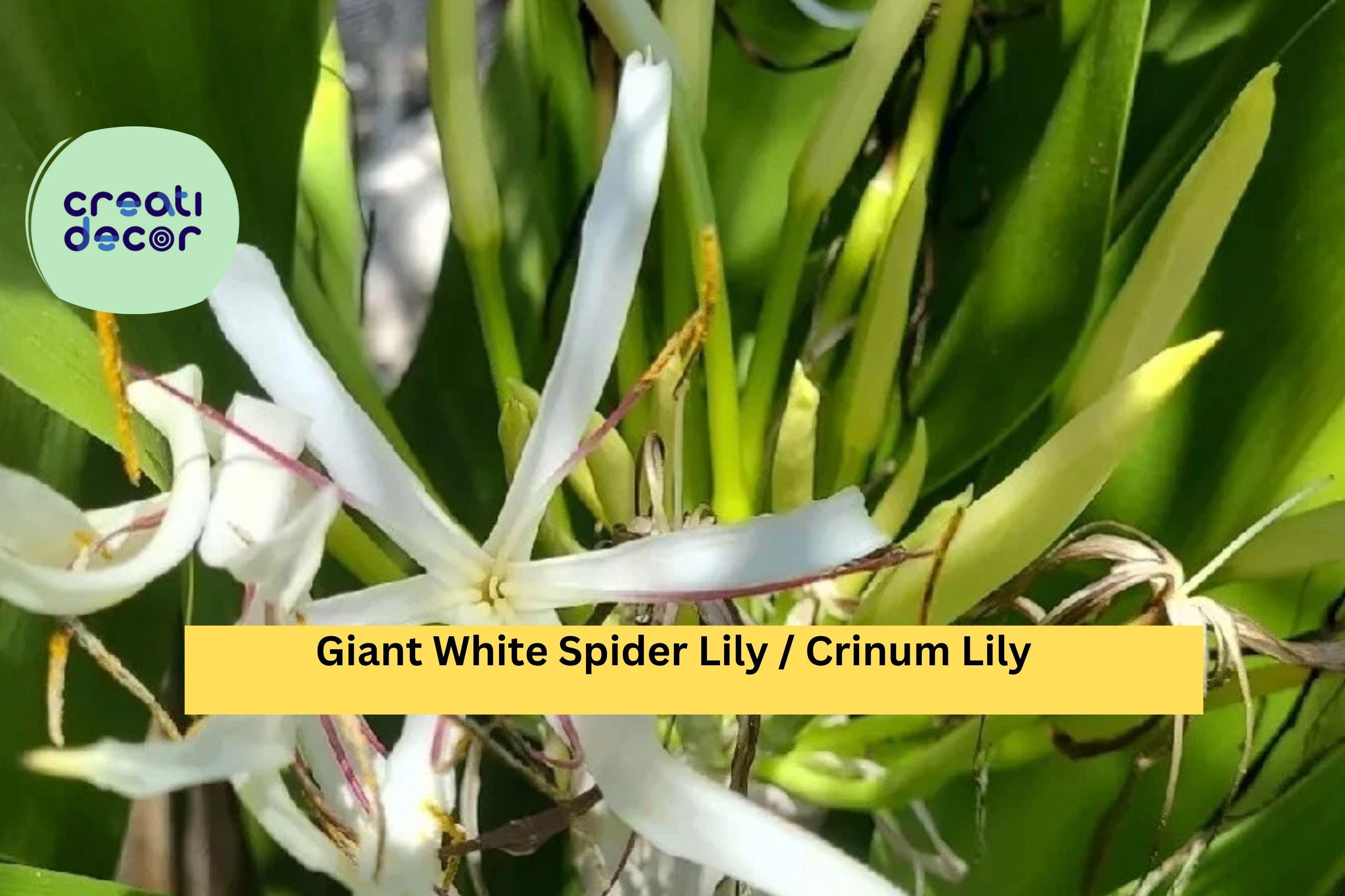 Crinum asiaticum – 2 Live Giant White Spider Lily Plants, Variegated Revert Form, Tropical Bulb Plant for Garden or Landscape